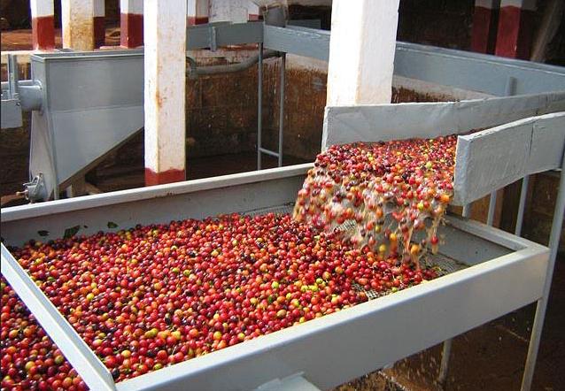 proses basah buah kopi kulit